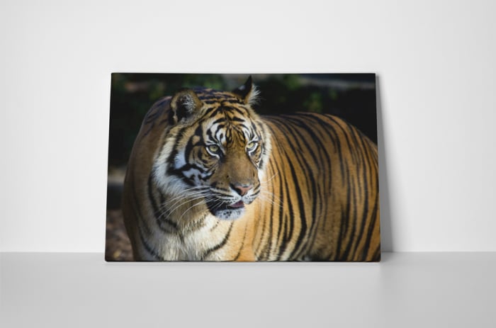 Tablou canvas : Tigru [2]