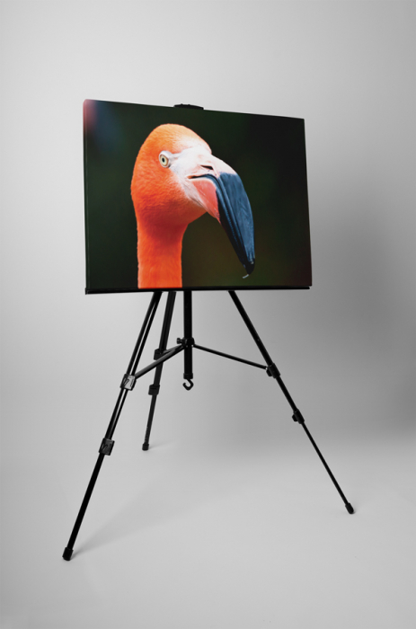 Tablou canvas : Portretul unui flamingo [3]