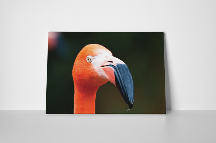 Tablou canvas : Portretul unui flamingo [2]