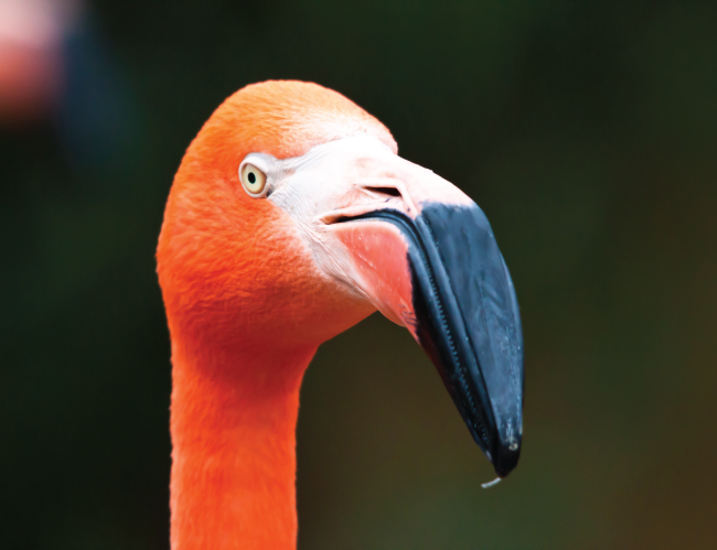 Tablou canvas : Portretul unui flamingo [4]