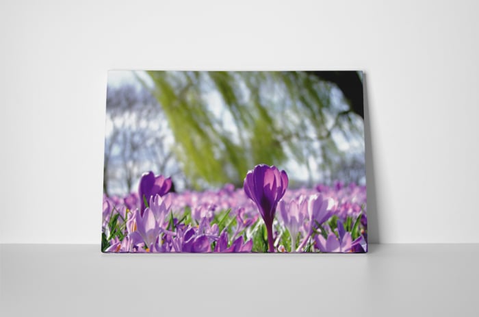 Tablou canvas : Floare de sofran [2]