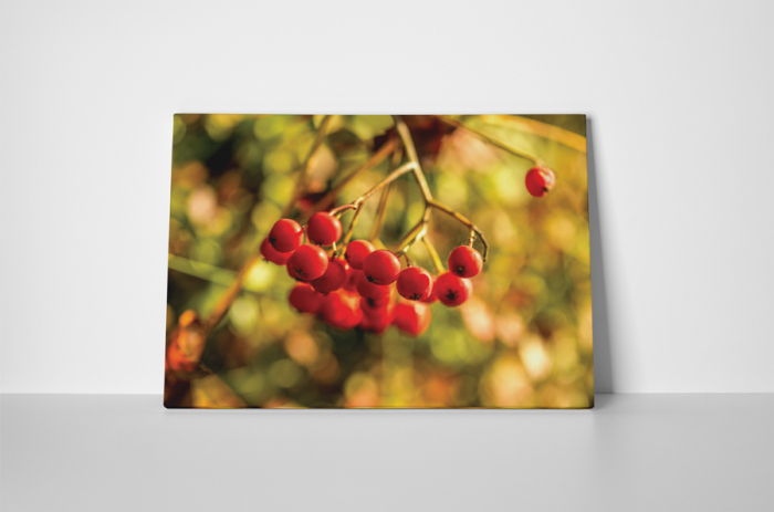 Tablou canvas : Cotoneaster berry [2]