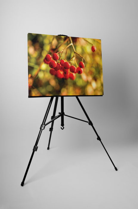 Tablou canvas : Cotoneaster berry [3]