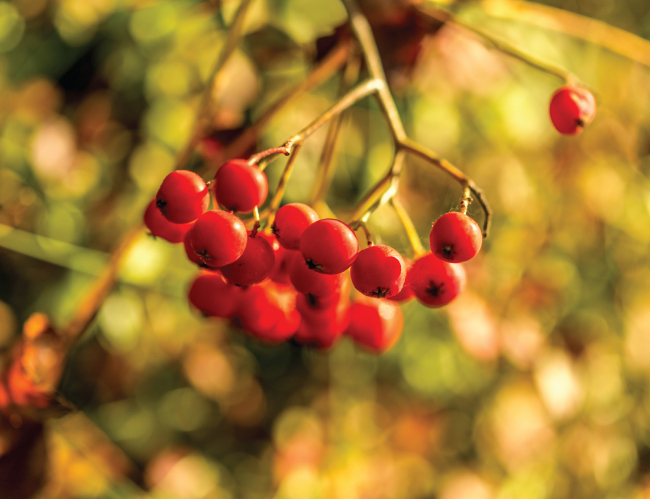 Tablou canvas : Cotoneaster berry [4]