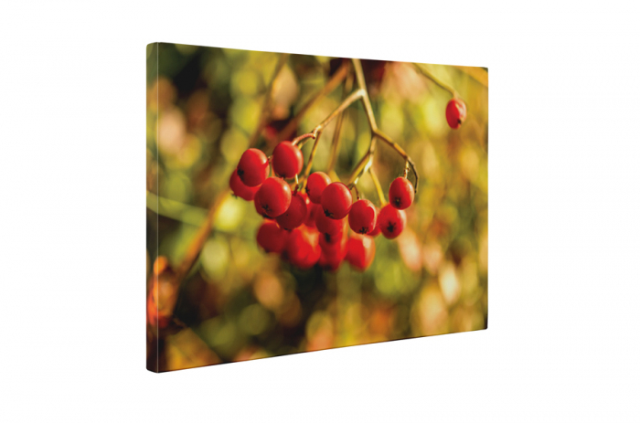 Tablou canvas : Cotoneaster berry [5]