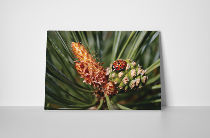 Tablou canvas : Buburuza micuta [2]