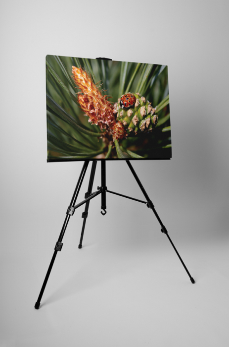 Tablou canvas : Buburuza micuta [3]