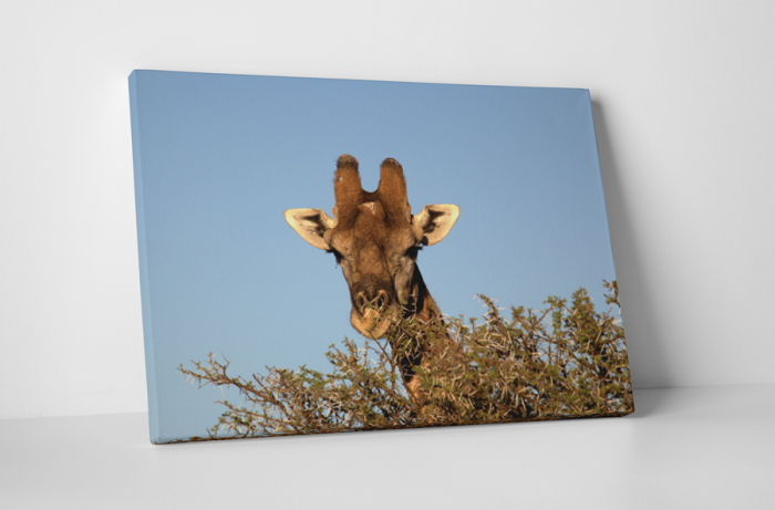 Tablou canvas : Girafa printre copaci [1]