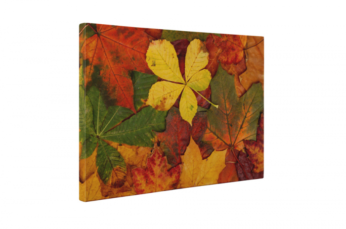 Tablou canvas : A venit toamna [5]