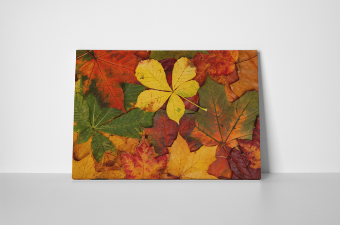 Tablou canvas : A venit toamna [2]