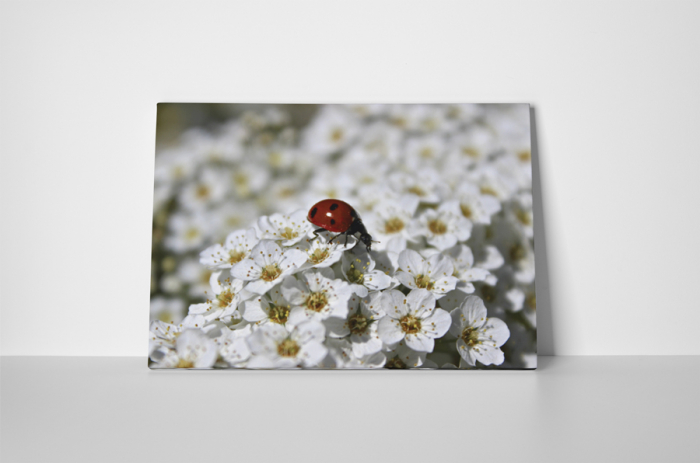 Tablou canvas : Buburuza pe floricele [2]