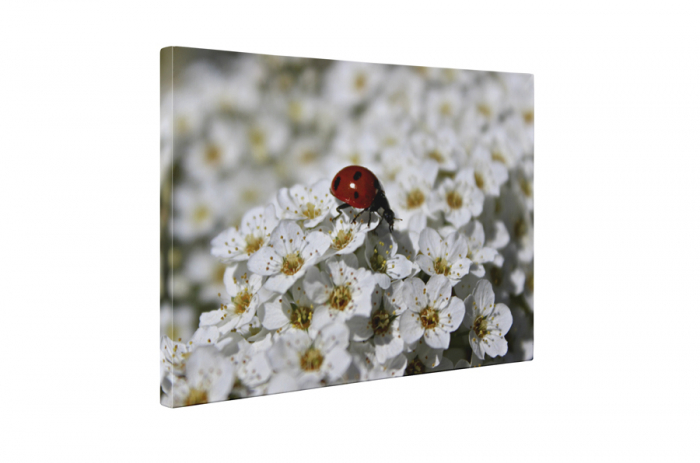 Tablou canvas : Buburuza pe floricele [5]