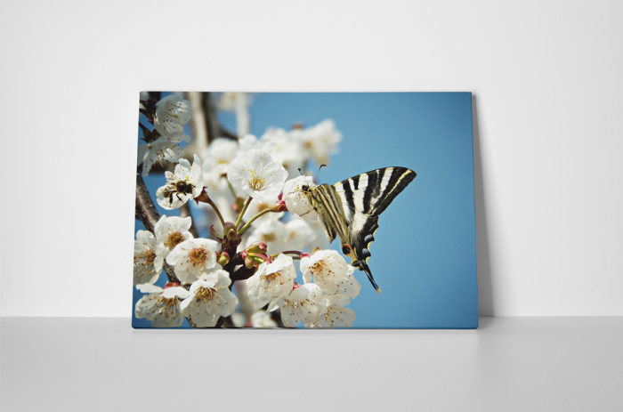 Tablou canvas : Fluturele pe piersic [2]