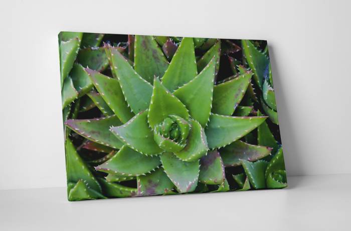 Tablou canvas : Aloe Vera [1]