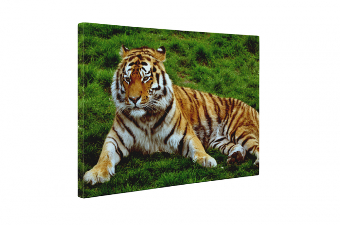 Tablou canvas : Tigrul obosit [5]