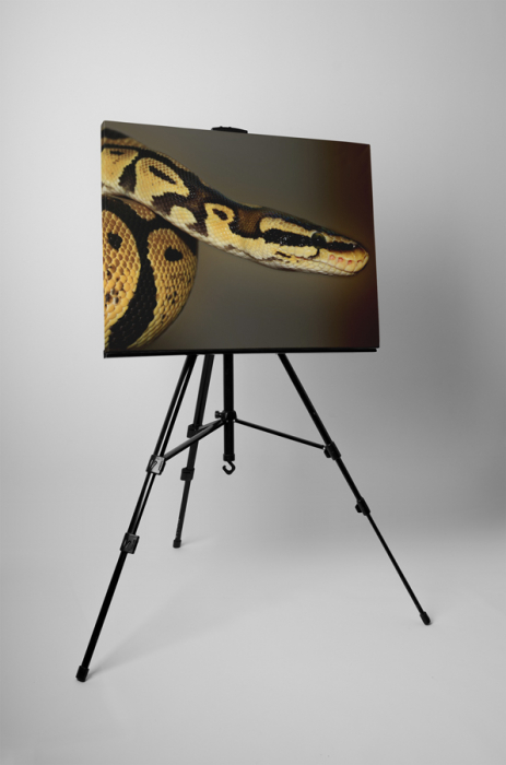 Tablou canvas : Sarpele [3]