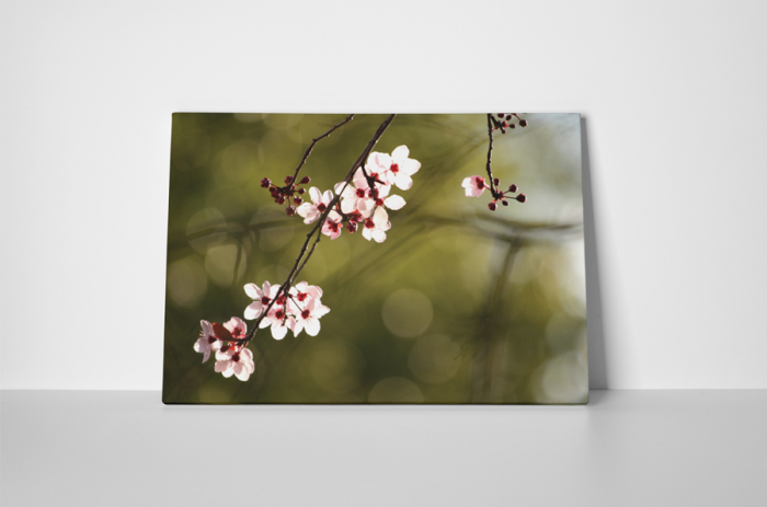 Tablou canvas : Floare de cires [2]