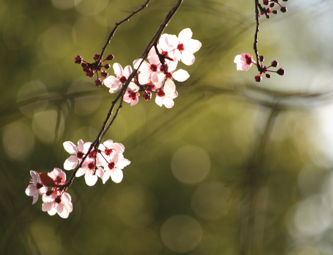 Tablou canvas : Floare de cires [4]