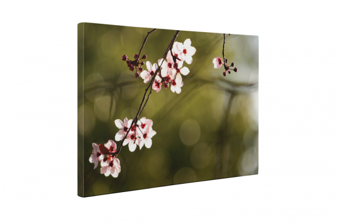 Tablou canvas : Floare de cires [5]