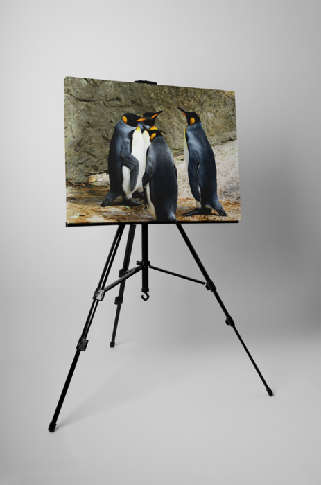 Tablou canvas : Intalnirea pinguinilor [3]