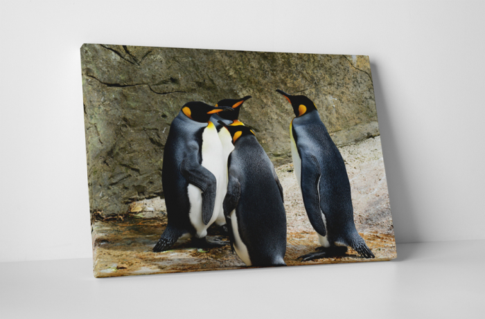 Tablou canvas : Intalnirea pinguinilor [1]