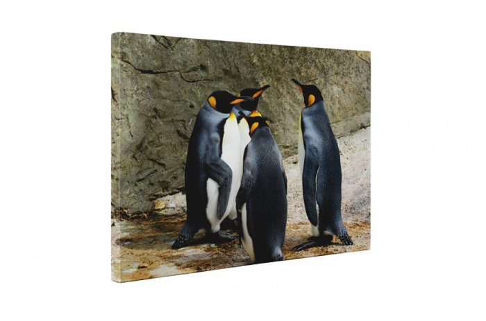 Tablou canvas : Intalnirea pinguinilor [5]