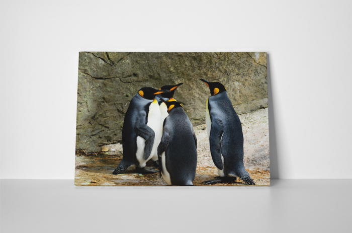 Tablou canvas : Intalnirea pinguinilor [2]