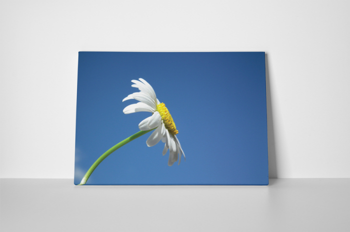 Tablou canvas : Musetel singuratic [2]