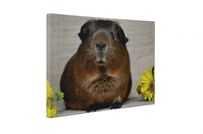 Tablou canvas : Porcusor de Guineea [3]