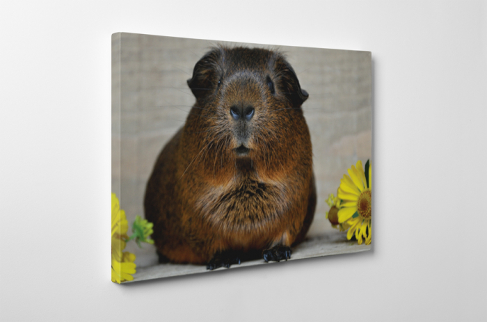 Tablou canvas : Porcusor de Guineea [2]