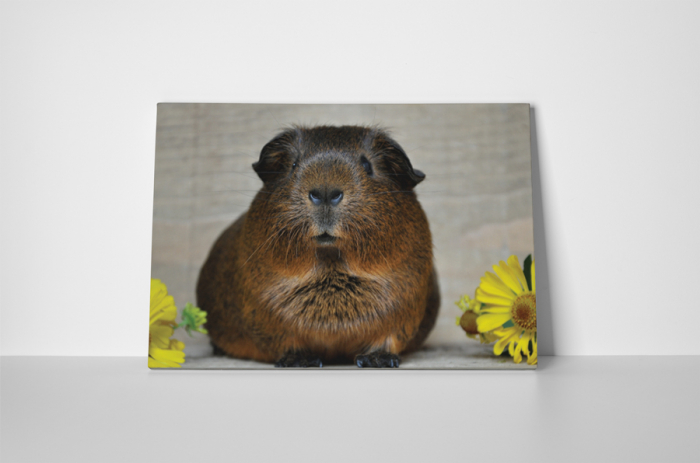 Tablou canvas : Porcusor de Guineea [5]