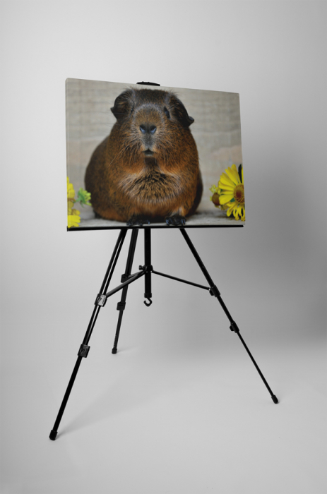 Tablou canvas : Porcusor de Guineea [4]