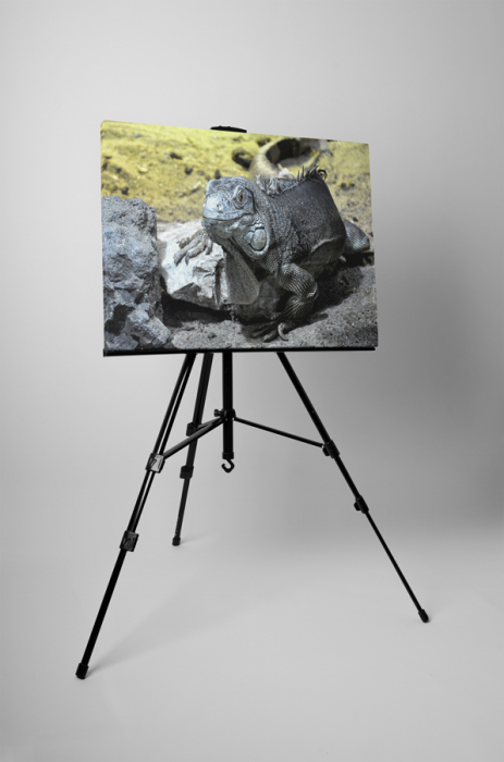 Tablou canvas : Iguana [3]