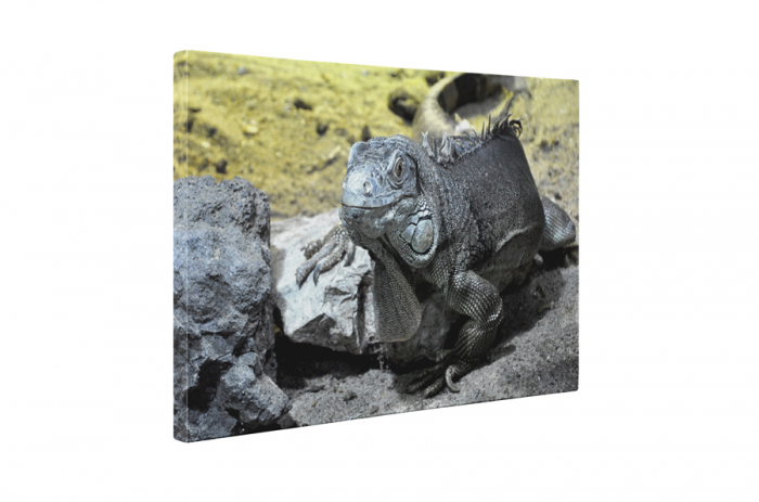 Tablou canvas : Iguana [5]