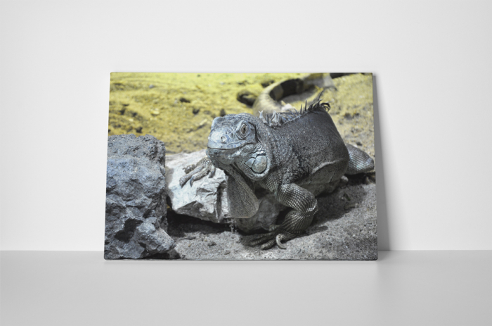 Tablou canvas : Iguana [2]