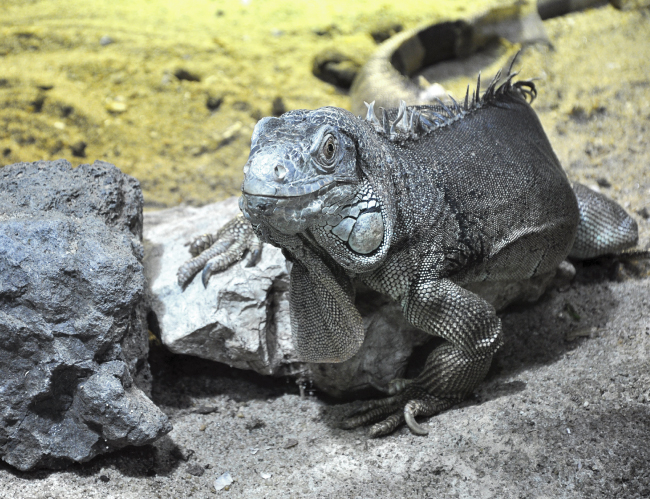 Tablou canvas : Iguana [4]