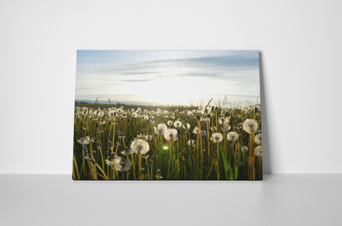 Tablou canvas : Camp de papadii [2]