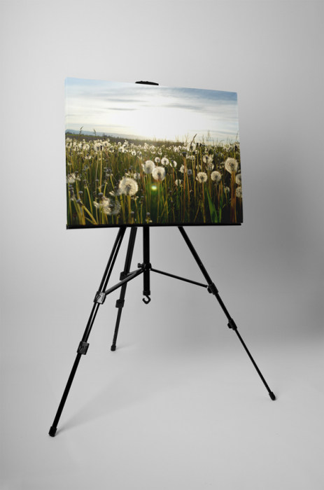 Tablou canvas : Camp de papadii [3]