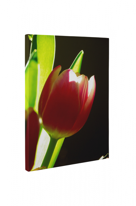 Tablou canvas : Lalea [5]