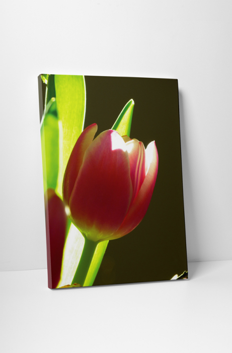 Tablou canvas : Lalea [1]