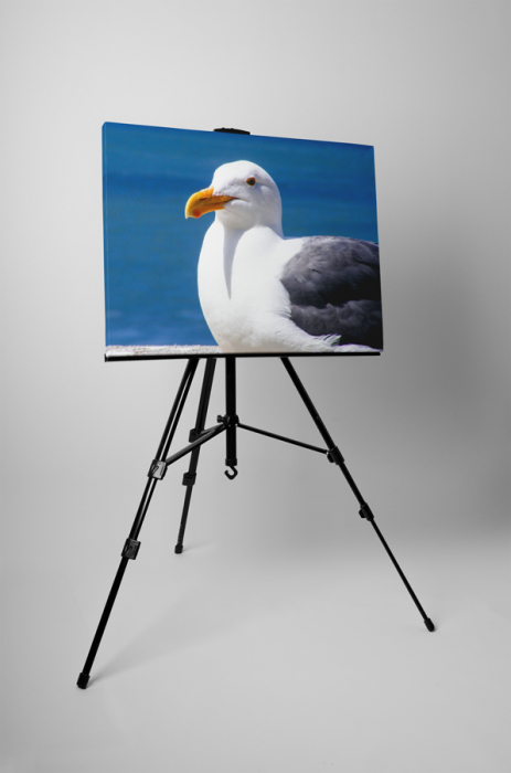 Tablou canvas : Pescarus la odihna [3]
