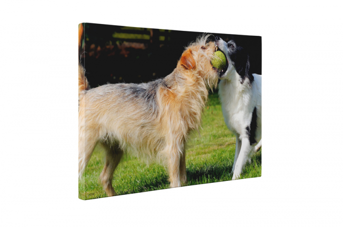 Tablou canvas : Caini jucausi [5]