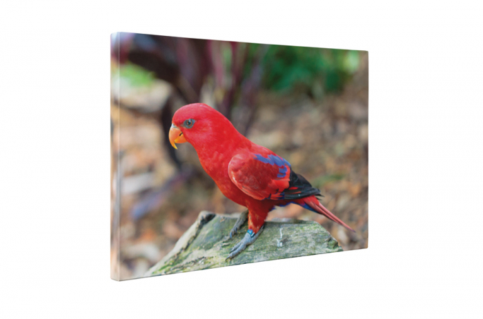Tablou canvas : Pasarea rosie [5]