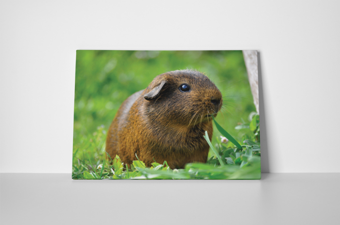 Tablou canvas : Porcusor de Guineea maro [2]