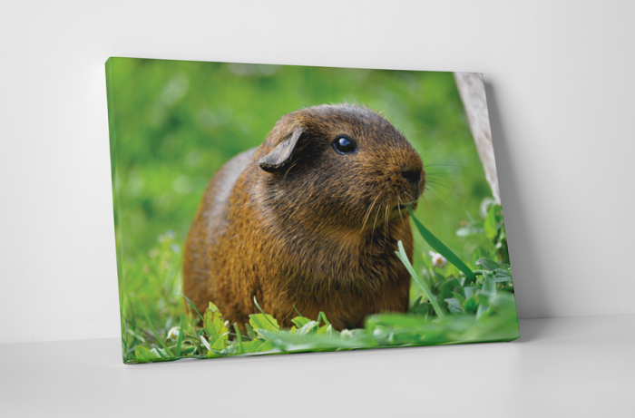 Tablou canvas : Porcusor de Guineea maro [1]
