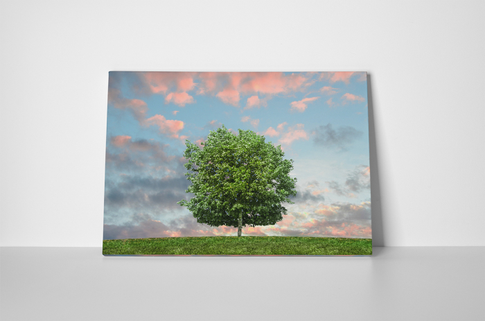 Tablou canvas : Lonely Tree [1]