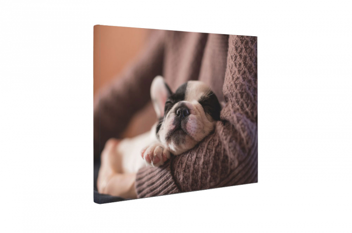 Tablou canvas : Pui Bulldog Francez [5]