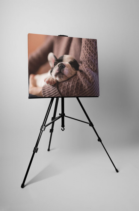 Tablou canvas : Pui Bulldog Francez [3]