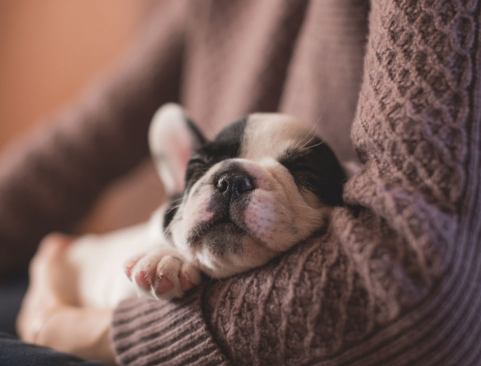 Tablou canvas : Pui Bulldog Francez [4]