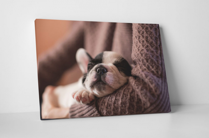 Tablou canvas : Pui Bulldog Francez [1]